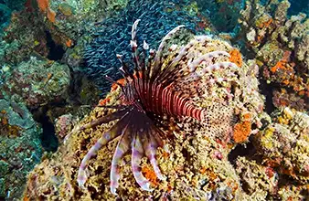 Récif Mainit avec sources chaudes volcaniques